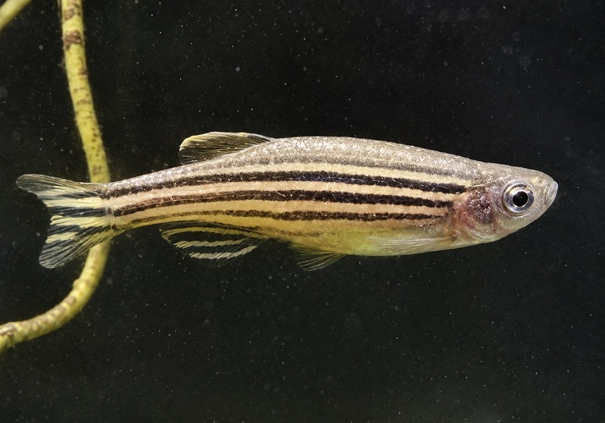 Exemplar de peiz zebra.